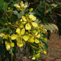 Senna siamea (Lam.) H.S.Irwin & Barneby